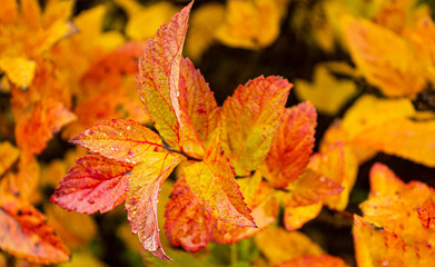 Orange and red autumn leaves in rainy weather