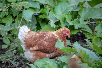 Chicken in the green leaves