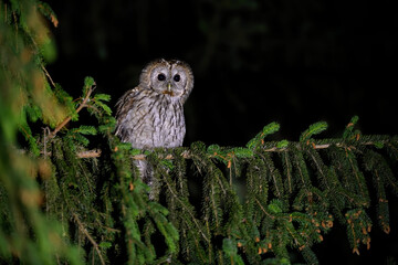 Tawny owl perched on spruce tree in night