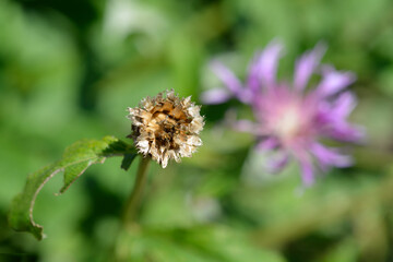 Pink Bachelors Button