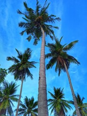 Obraz premium palm trees against sky