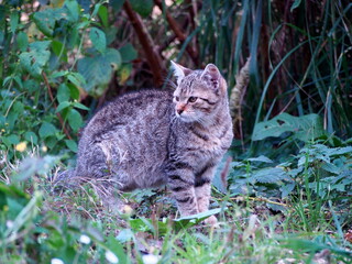 Naklejka na ściany i meble gray tabby cat in the garden lurking for a mouse, kitten in the green vegetation