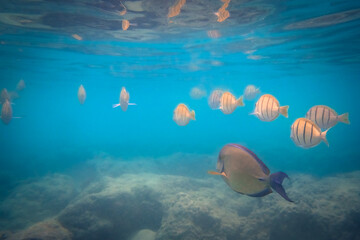 Obraz na płótnie Canvas Beautiful tropical underwater world with fish and rocks. Hawaiian reef