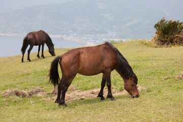 都井岬の馬