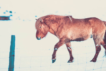 Horse Iceland