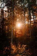 Low sun of the sunset in the calm and zen like forest scene in the mountains. Autumn vibes in the nature. Harz National Park, Harz Mountains in Germany