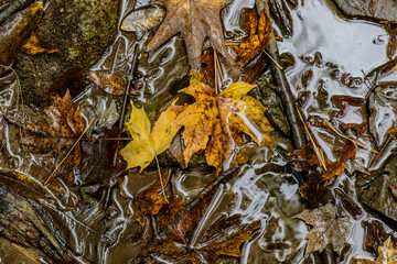 Leaves in the water