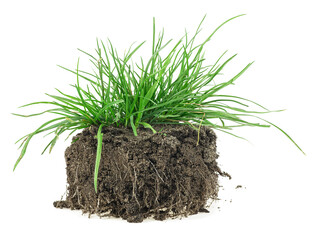 Young green grass with soil isolated on a white background. Green grass with dirt.