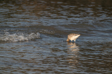 Close-up of a black-tailed godwit Limosa Limosa wader, bird is walking in the sea