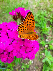 close up selective focus Open winged shots of a brown Great Spangled Fritillary buttergly  feeding on purple dianthus flower