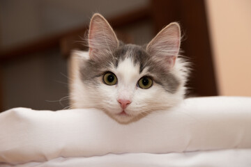 A cat that is lying down and looking at the camera. High quality photo