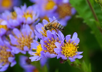 Close up of a bee pollinating the Tatarian Aster flowers