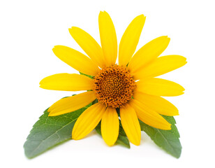 Beautiful yellow chamomile.