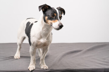 Young brown, black and white Jack Russell Terrier posing in a studio, the dog looks to the right, copy space