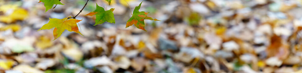 panoramic view of red maple leaves. panoramic view of maple leaf on colorful background	