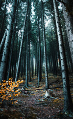 Moody view into the forest with fog and moody vibes