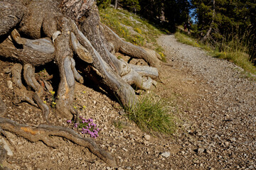 Fototapeta na wymiar Bare roots of tree and little blooming flowers next to tourist trail path in Alps, France, Europe.