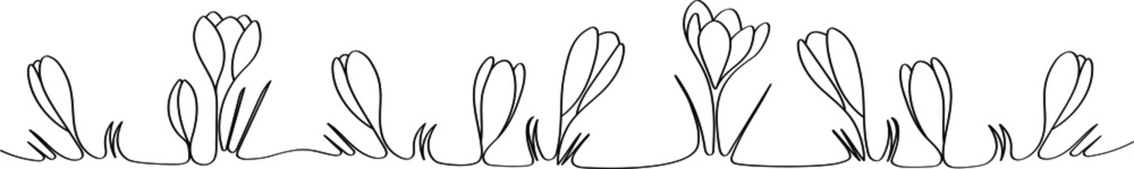 Crocuses - vector one line drawing for web design. Beautiful flower arrangement for splash decoration.