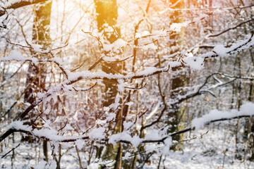 tree in frosty winter day