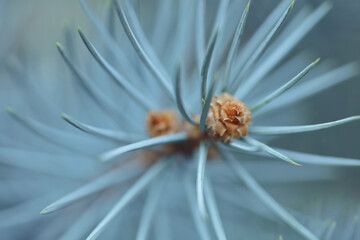 Beautiful abstract blurred nature background. Blue spruce tree branch close up. Soft focus