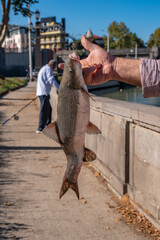 Caught fish in the hand of a fisherman on the banks of the Kura river