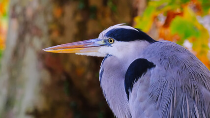 gros plan héron cendré