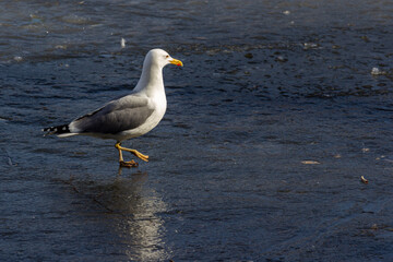 The common gull (Larus canus) or sea mew is a medium-sized gull that breeds in the Palearctic, northern Europe, and northwestern North America. Bird on the ice.