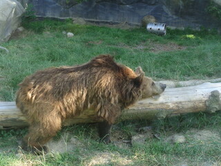 Bear