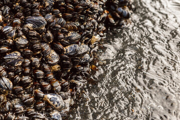 Fresh mussels formation on a rock on the beach