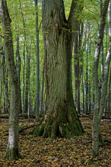 Fototapeta premium Thin and thick trees trunks in Nature Reserve Brzeki, Poland, Europe. Autum season hornbeams and oak.