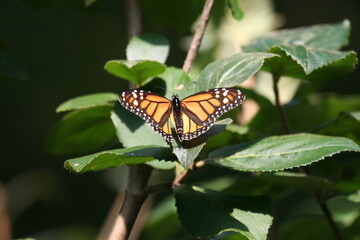 Monarch butterfly_3