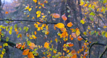 Leaves with autumn colors in the forest of Artikutza, Euskadi