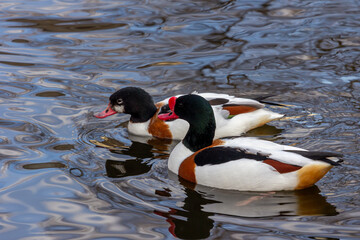 The common shelduck (Tadorna tadorna) - a waterfowl species of the shelduck genus, Tadorna, widespread and common in the Euro-Siberian region of the Palearctic.