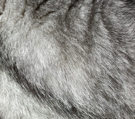 Grey cat fur texture background. Natural texture of gray long hair fur for background.