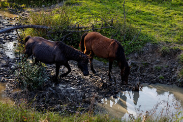 Horses drinking water in wild area of Beskid Niski mountains  in Poland, Europe. Hucul horse breed.