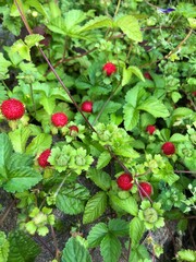 red currant bush
