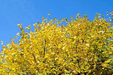 autumn leaves on a tree