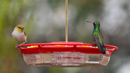 One male Broad-billed hummingbird and one male Verdin share space at a hummingbird feeder © Jennifer