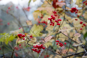 Red clusters of viburnum berries on the branches of a Bush in late autumn.