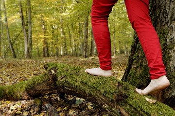 Woman in red trousers is walking barefoot on mossy tree trunk in autumnal forest area. Mindful walk and nature connection.