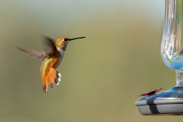 Closeup image of one Rufous hummingbird in mid-air on approach to a feeder with its wings extended © Jennifer