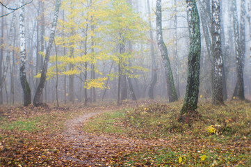 Blur. Autumn Park with trees in a misty haze and a path strewn with fallen leaves. Background