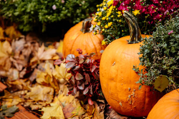 Diverse assortment of pumpkins and autumn flowers.  Halloween Day. Delicious and healthy vegetable. Seasonal fall harvest decoration. Golden leaves on the red brick floor. Selective focus