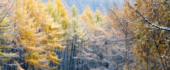 panorama view of snowy scenery fall of the larch forest. A snowy forest scene. The first snow fall of the larch . texture of wood	