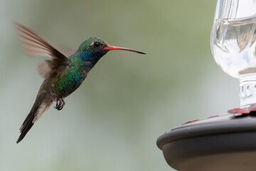 Closeup image of one male Broad-billed hummingbird in flight with outstretched wings, approaching a feeder