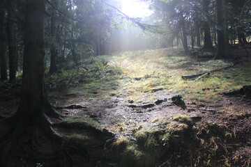 morning in the woods