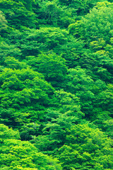 狭霧台から見る草原