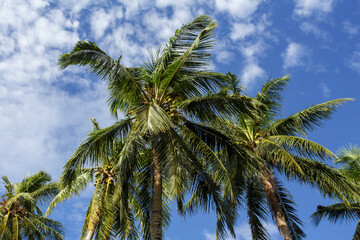 coconut trees