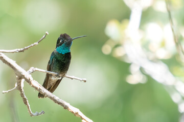 Closeup image of one male Rivoli's hummingbird perched on a slender branch