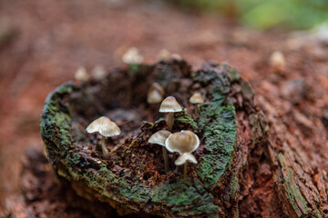 Small mushrooms growing on the fallen remains of a tree